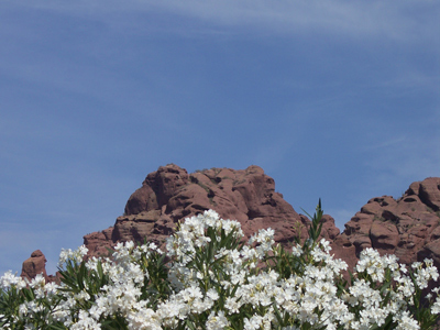 CAMEL_FLOWERS (81k image)