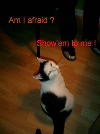 flippowitschgermany (35k image)